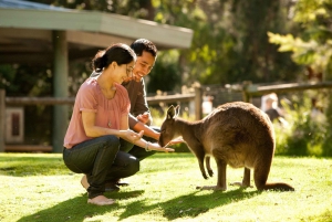 From Melbourne: Yarra Valley Wildlife & Wine Day Tour