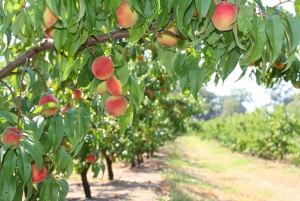 Fruit Picking & Nature Tour Yarra Valley & Warburton