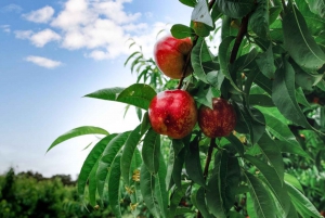 Fruit Picking & Nature Tour Yarra Valley & Warburton