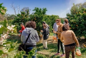 Raccolta di frutta e tour naturalistico Yarra Valley e Warburton