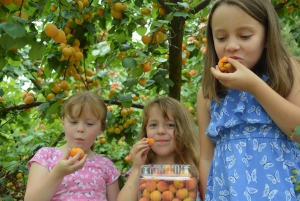Raccolta di frutta e tour naturalistico Yarra Valley e Warburton