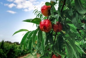 Raccolta di frutta e tour naturalistico Yarra Valley e Warburton