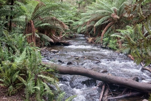 Raccolta di frutta e tour naturalistico Yarra Valley e Warburton