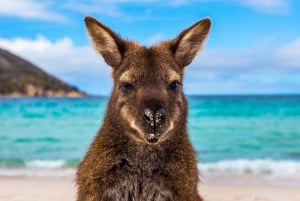 Full Day Great Ocean Road Private Guided Tour