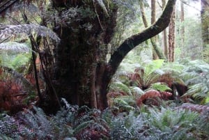 Full Day Great Ocean Road Private Guided Tour