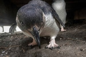 Privat heldagstur till Phillip Island med djurliv i Australien