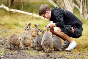 Melbourne: Great Ocean Road, Penguin Parade & Free City Tour