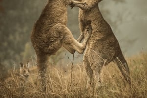 Verborgen kustparels van de Great Ocean Road: een volledige dag verkennen