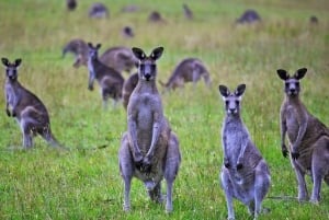 Verborgen kustparels van de Great Ocean Road: een volledige dag verkennen