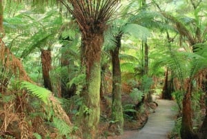 Great Ocean Road Premium Small Group Tour In Luxury Bus