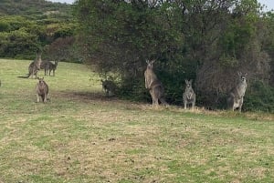 Great Ocean Road Wildlife Reverse LUX Tour 13Px afhentning på hotel