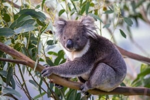 Great Ocean Road Wildlife Reverse LUX Tour 13Px afhentning på hotel