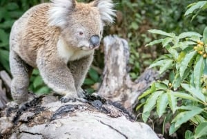 Tour por la Great Ocean Road PRIVADO DE LUJO - Entrada gratuita, servicio de recogida del hotel