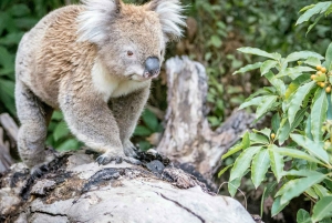 Great Ocean Road Tour PRIVATE LUXURY-FREE entry,hotel pickup