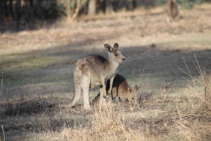 Great Ocean Road Tour PRIVATE LUXURY-FREE entry,hotel pickup