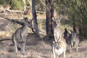 Great Ocean Road Tour PRIVATE LUXURY-FREE entry,hotel pickup