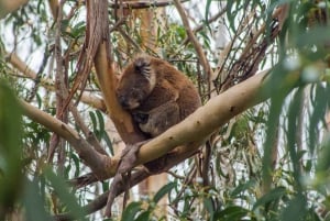 Melbourne: Private Great Ocean Road & 12 Apostles Tours