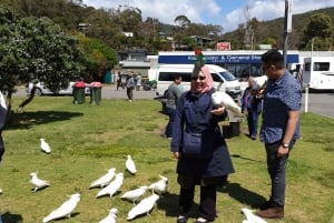 Melbourne: Private Great Ocean Road & 12 Apostles Tours