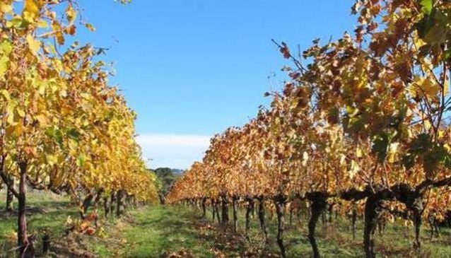 Best wineries on the Mornington Peninsula