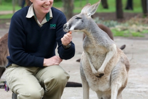 Kangaroo Encounter & Melbourne Zoo General Admission