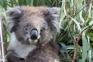 Kangaroo Encounter & Melbourne Zoo General Admission