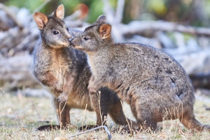Luxe Bus Great Ocean Road Coastal Spectacular (rannikkokulttuuri)