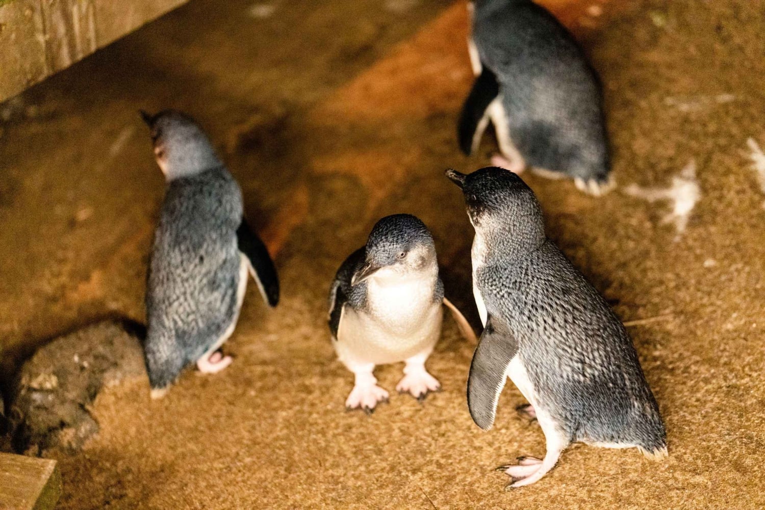 Luxury Phillip Island Tour for Families & Explorers 10 Max