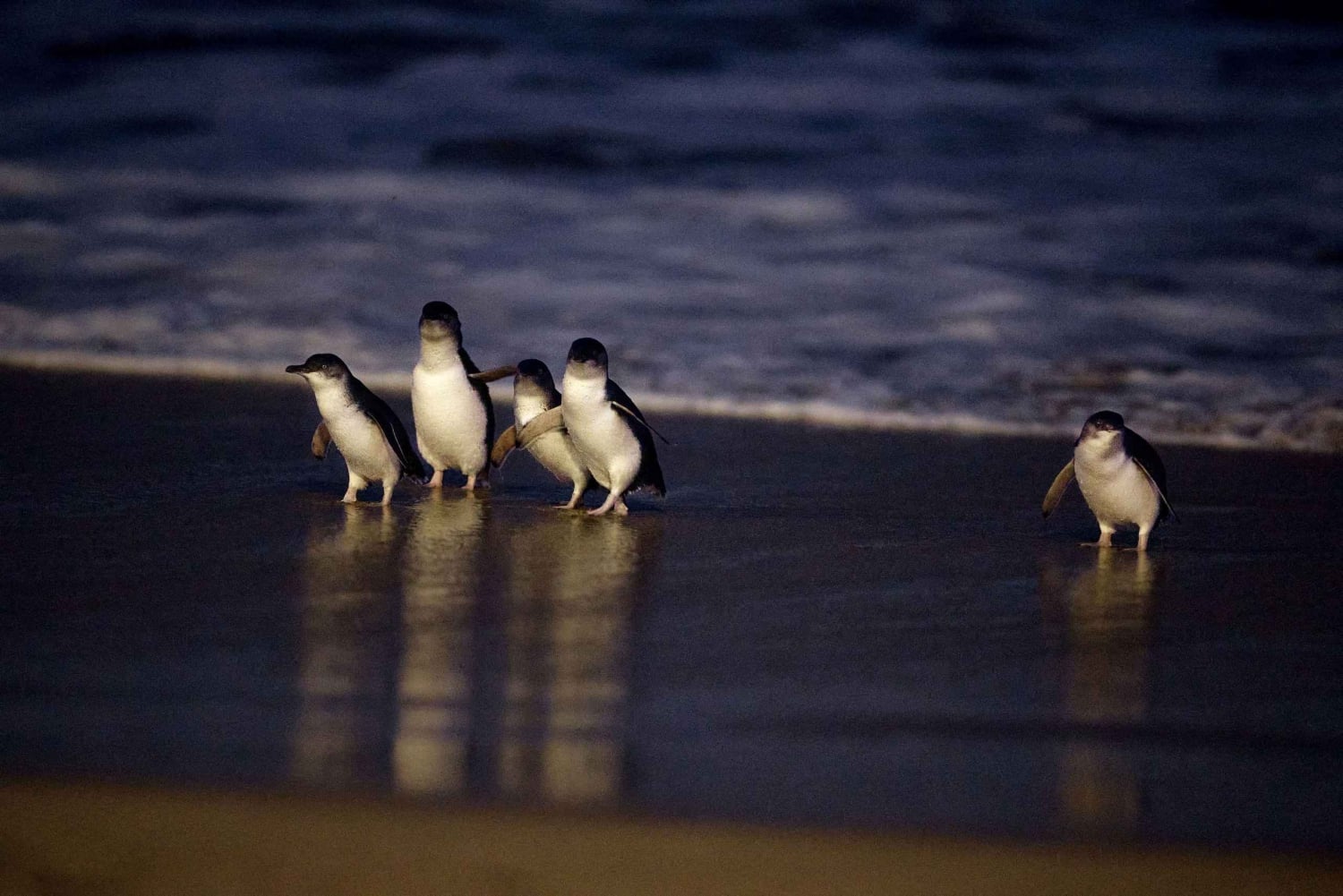 Luxury Phillip Island Tour for Families & Explorers 10 Max