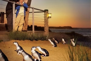 Luxury Phillip Island Tour for Families & Explorers 10 Max