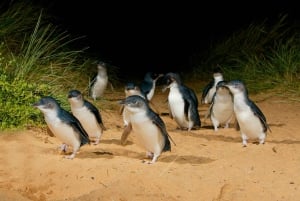 Luxury Phillip Island Tour for Families & Explorers 10 Max