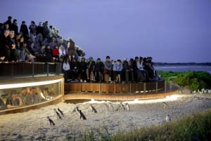 Luxury Phillip Island Tour for Families & Explorers 10 Max