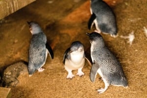 Luxury Phillip Island Tour for Families & Explorers 10 Max