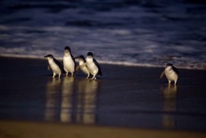 Luxury Phillip Island Tour for Families & Explorers 10 Max