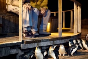 Luxury Phillip Island Tour for Families & Explorers 10 Max