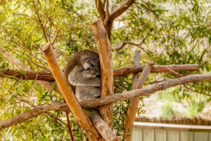 Melbourne: Zoo 1-Day Entry Ticket