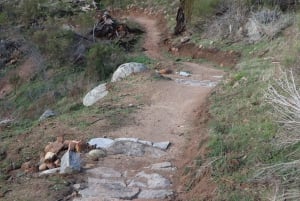 Melbourne: 1-Day Mountain Biking Adventure with Lunch