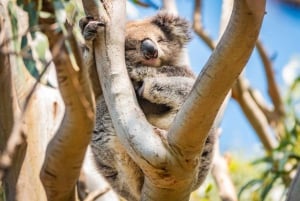 Melbourne: Excursão ao pôr do sol dos 12 Apóstolos - Menos multidões