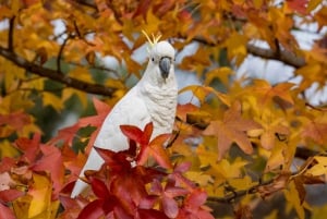 Melbourne: 2-Day Great Ocean Road & Grampians Tour