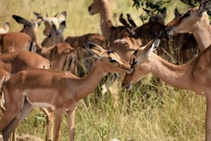 Melbourne: programma del tour di 2 notti e 3 giorni