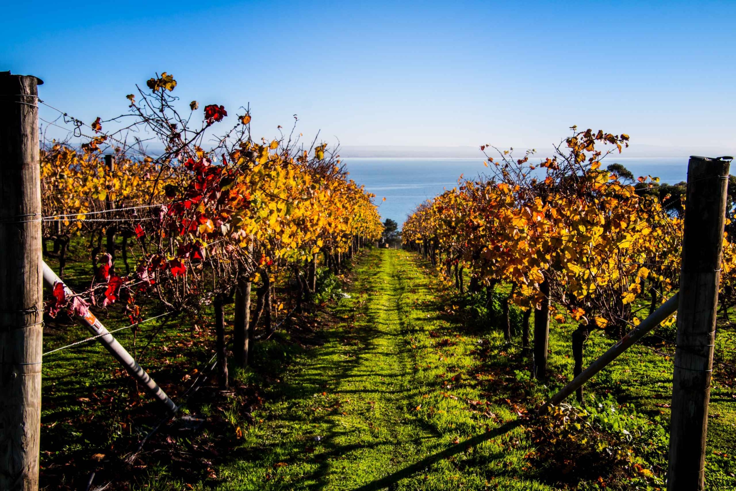 メルボルン：アラウンド・ザ・ベイ・フード＆ワイン・テイスト・トレイル