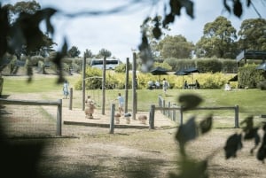 Melbourne/Mornington: Ancient Wine-Making & Cellar Doors