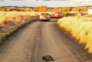 Melbourne: Boutique-Tour „Wein, Essen und Pinguine auf Phillip Island“