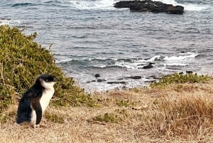Melbourne: Boutique-Tour „Wein, Essen und Pinguine auf Phillip Island“