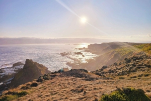 Melbourne: Boutique-Tour „Wein, Essen und Pinguine auf Phillip Island“