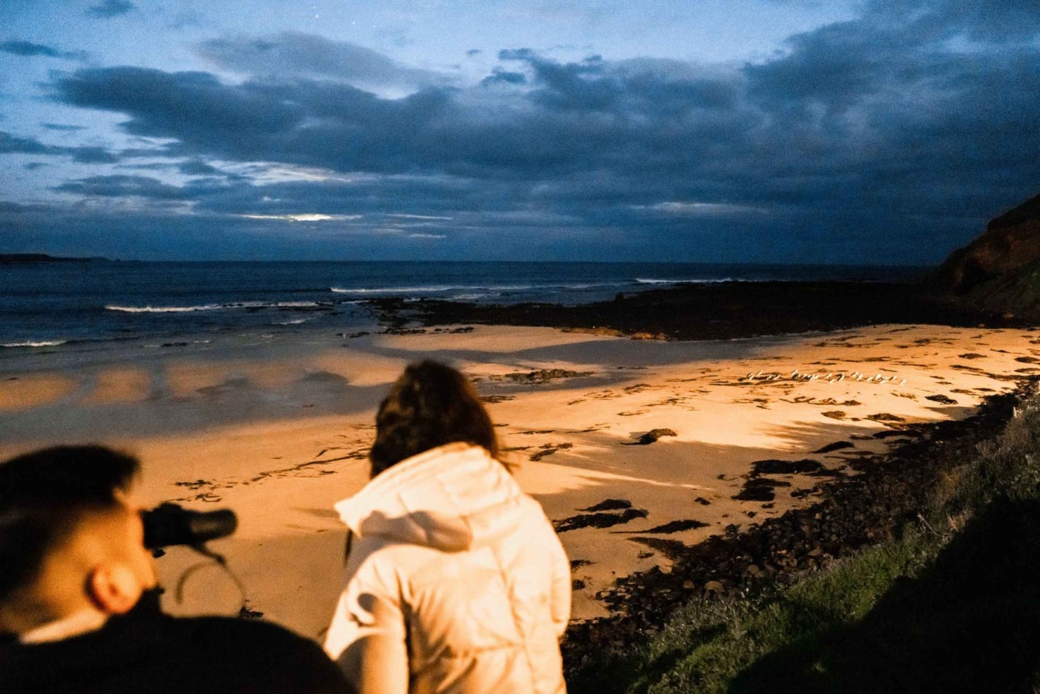Melbourne: wycieczka 1-dniowa – Bunurong Coast i parada pingwinów