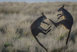 Melbourne: Bunurong Coast & Penguin Parade Day Trip