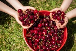 Melbourne: Christmas in the Yarra Valley Cherry Picking Tour