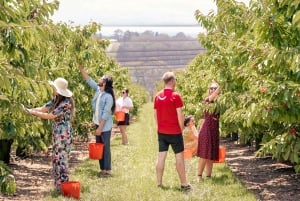 Melbourne: Christmas in the Yarra Valley Cherry Picking Tour