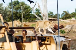 Melbourne City Card - 3 Days