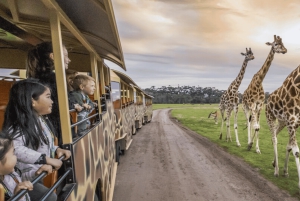 Melbourne City Card - 3 päivää